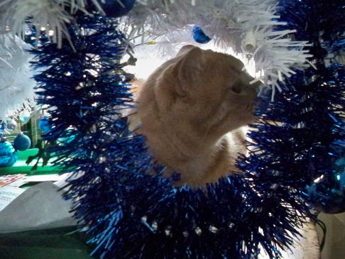 Picture of a cat / kitten / feline