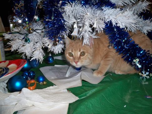 Picture of a cat / kitten / feline