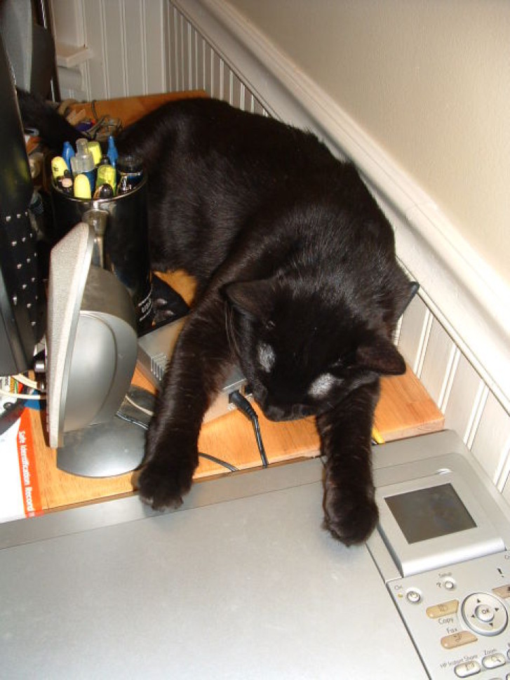 Picture of a cat / kitten / feline