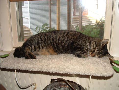 Picture of a cat / kitten / feline