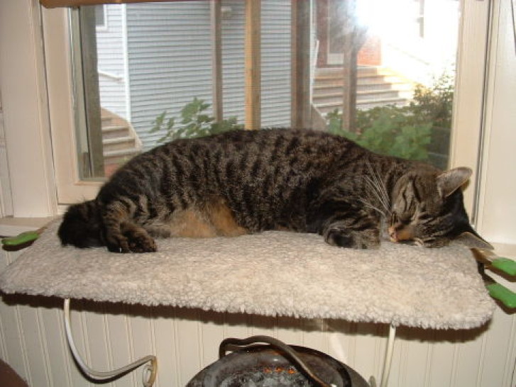 Picture of a cat / kitten / feline