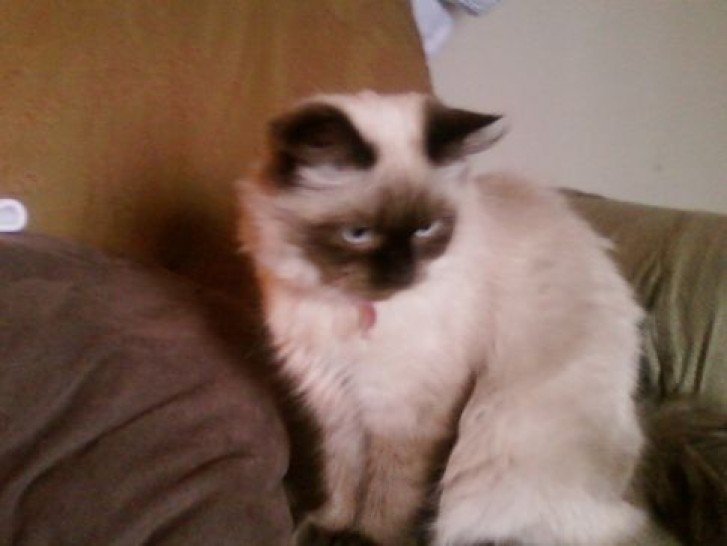 Picture of a cat / kitten / feline