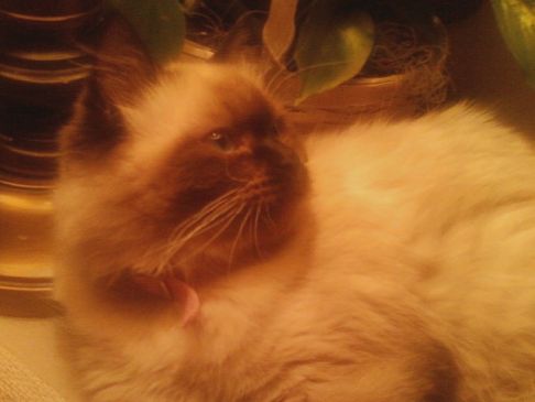 Picture of a cat / kitten / feline