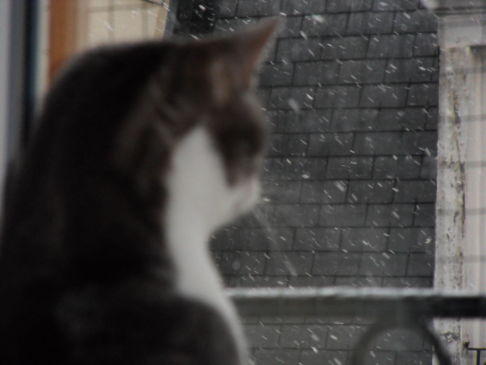 Picture of a cat / kitten / feline