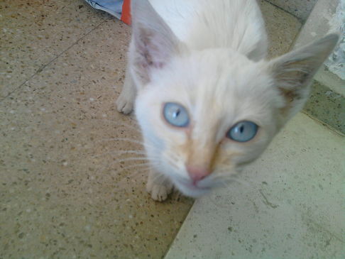 Picture of a cat / kitten / feline