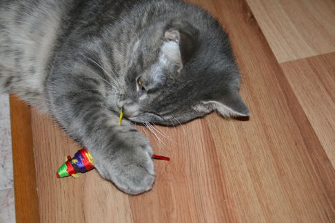 Picture of a cat / kitten / feline