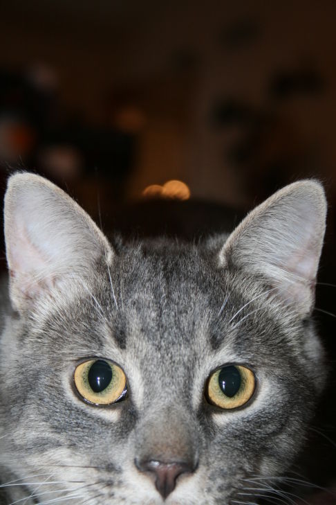 Picture of a cat / kitten / feline