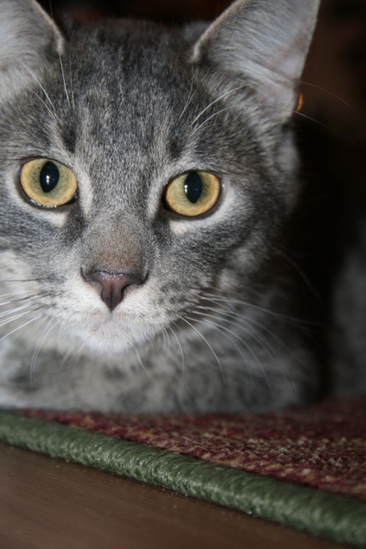 Picture of a cat / kitten / feline