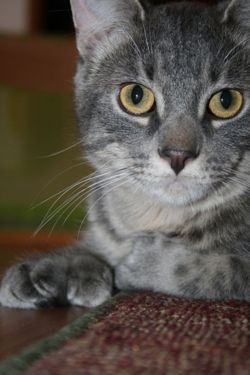 Picture of a cat / kitten / feline