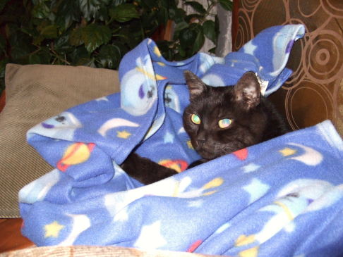 Picture of a cat / kitten / feline