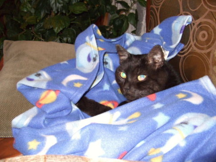 Picture of a cat / kitten / feline