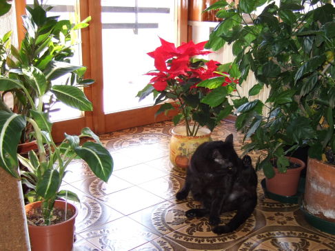 Picture of a cat / kitten / feline