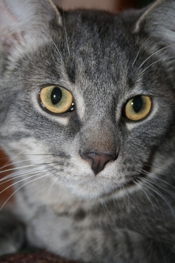 Picture of a cat / kitten / feline