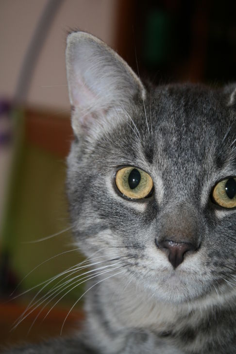 Picture of a cat / kitten / feline