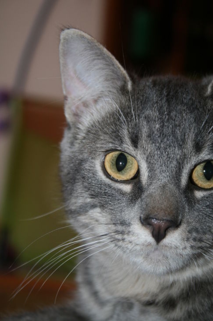 Picture of a cat / kitten / feline