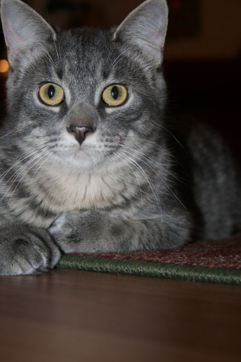 Picture of a cat / kitten / feline