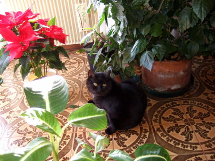 Picture of a cat / kitten / feline