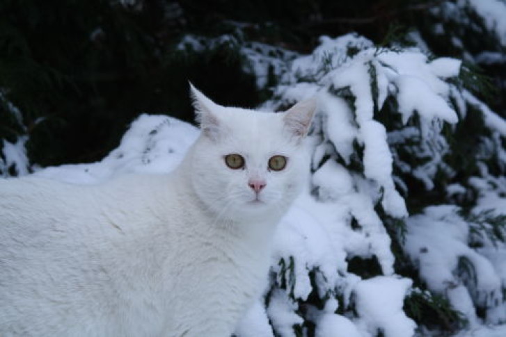 Picture of a cat / kitten / feline