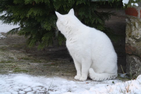 Picture of a cat / kitten / feline