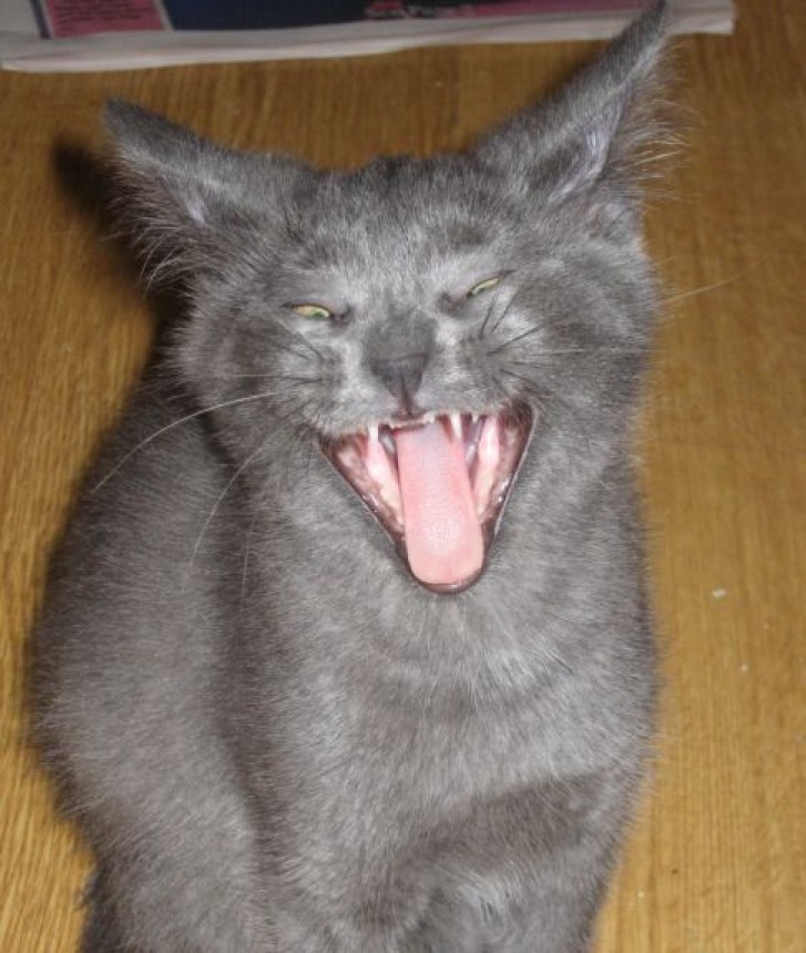 Picture of a cat / kitten / feline