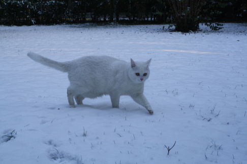 Picture of a cat / kitten / feline