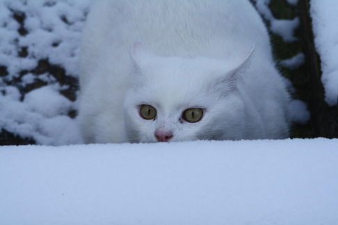 Picture of a cat / kitten / feline