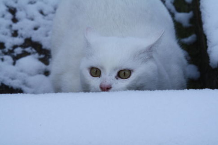 Picture of a cat / kitten / feline