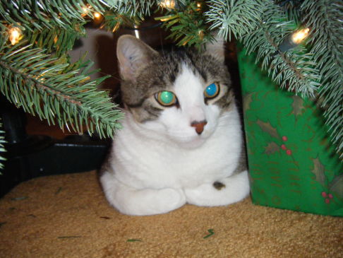 Picture of a cat / kitten / feline