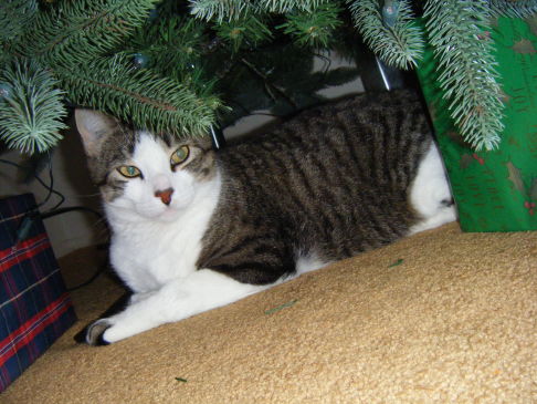 Picture of a cat / kitten / feline