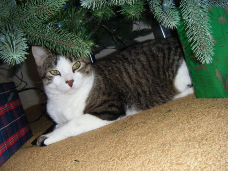 Picture of a cat / kitten / feline