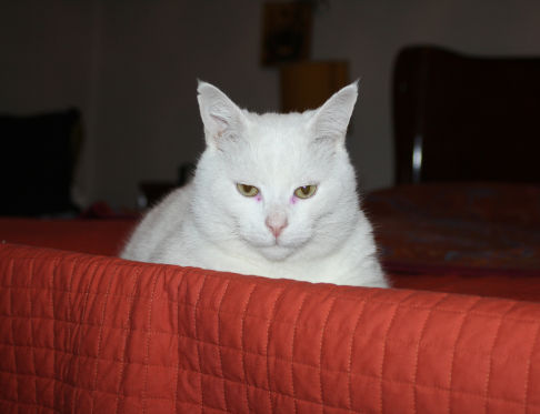 Picture of a cat / kitten / feline