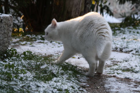 Picture of a cat / kitten / feline