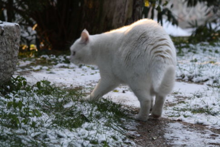 Picture of a cat / kitten / feline