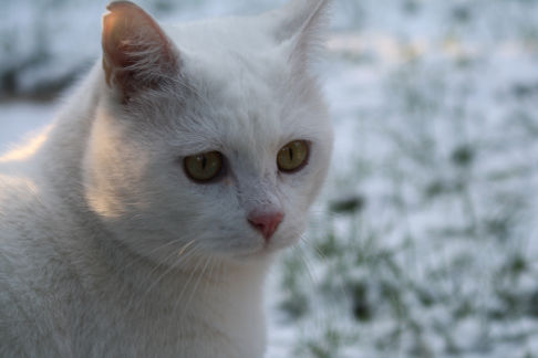 Picture of a cat / kitten / feline