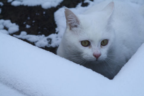 Picture of a cat / kitten / feline