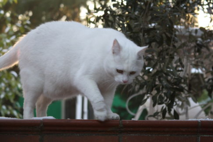 Picture of a cat / kitten / feline