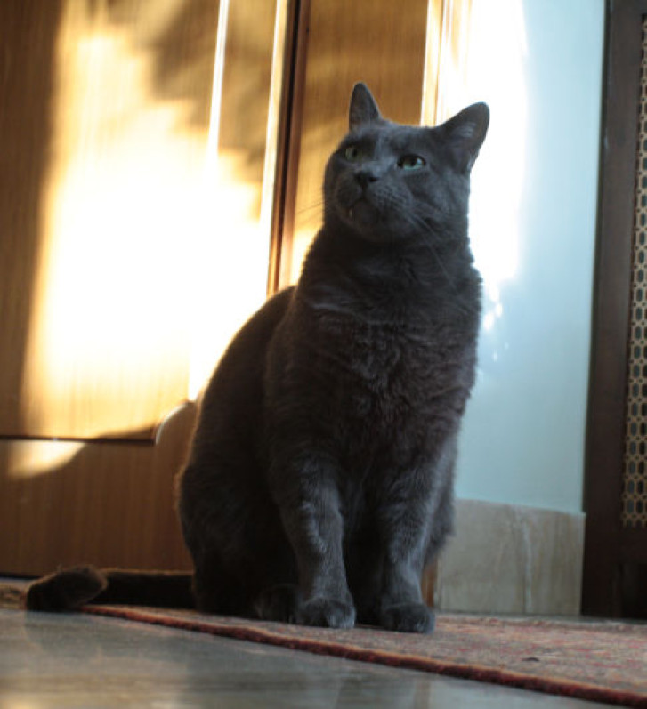 Picture of a cat / kitten / feline