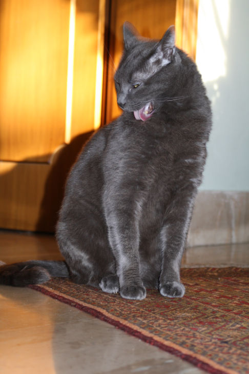 Picture of a cat / kitten / feline