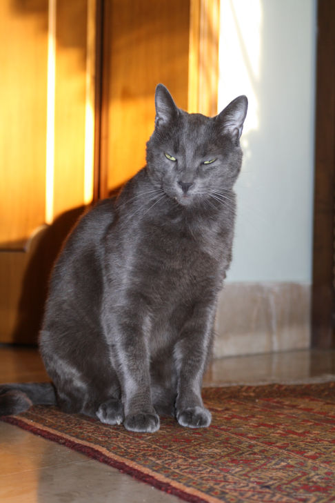 Picture of a cat / kitten / feline