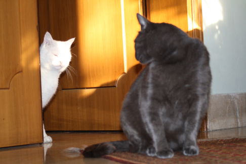 Picture of a cat / kitten / feline