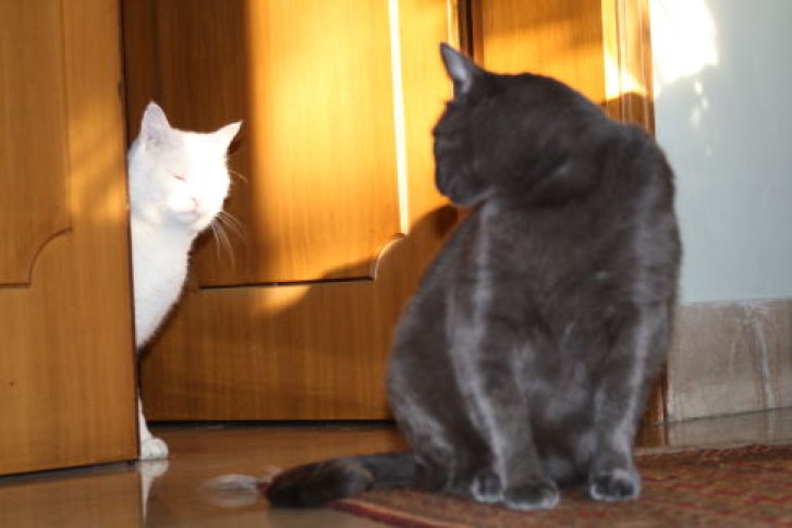 Picture of a cat / kitten / feline