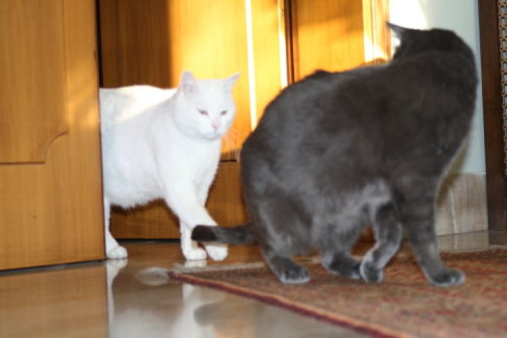 Picture of a cat / kitten / feline