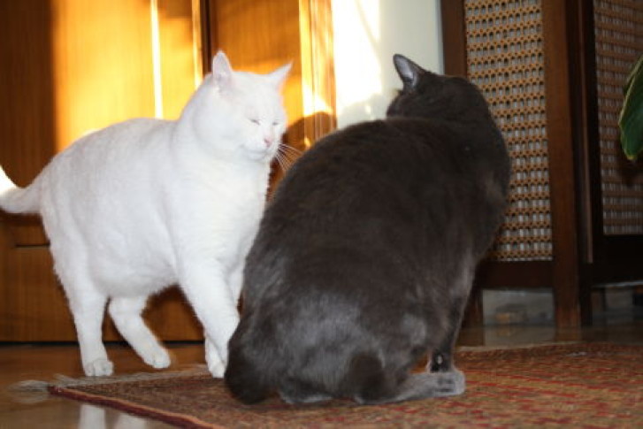 Picture of a cat / kitten / feline