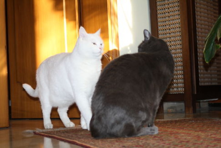 Picture of a cat / kitten / feline