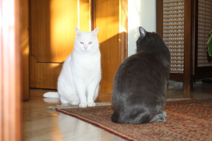 Picture of a cat / kitten / feline