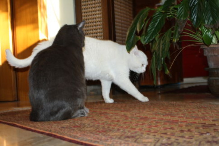 Picture of a cat / kitten / feline