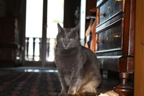 Picture of a cat / kitten / feline