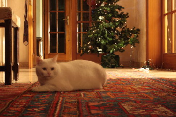 Picture of a cat / kitten / feline