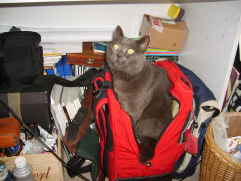 Picture of a cat / kitten / feline