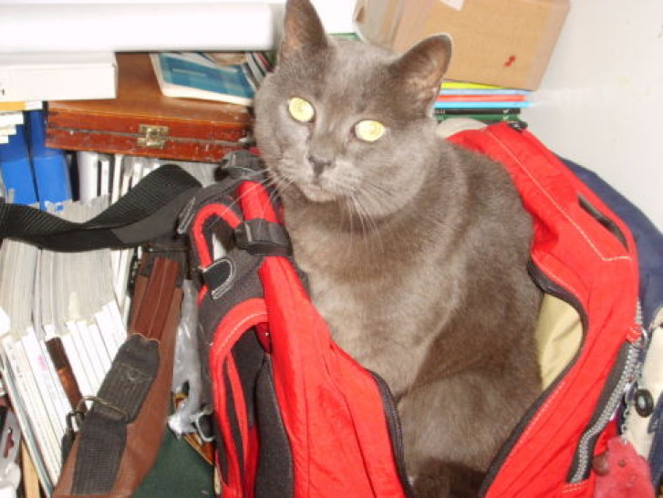 Picture of a cat / kitten / feline